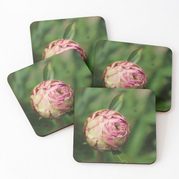 Item preview, Soft Bloom Rose – Dreamy Macro Floral Photography designed and sold by Cha-s-lens.