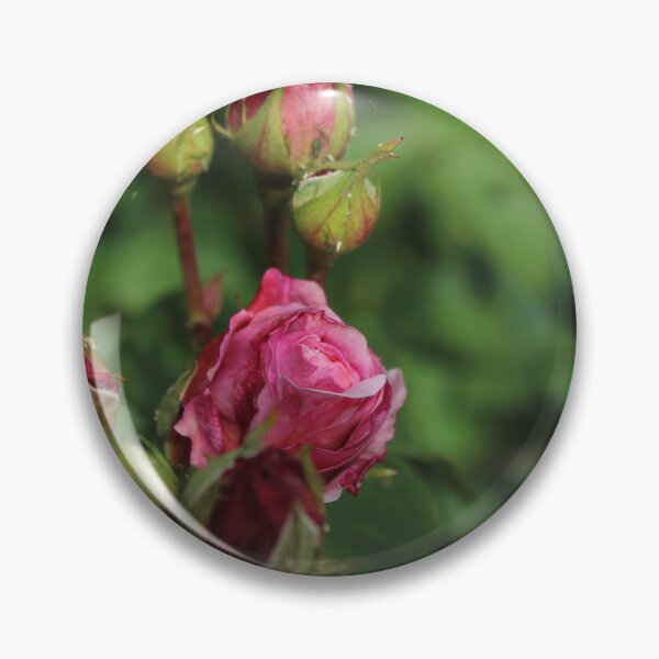 Item preview, Soft Rose Bush in Bloom – Gentle Botanical Macro Photography designed and sold by Cha-s-lens.