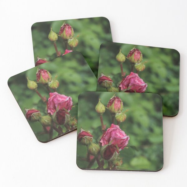 Item preview, Soft Rose Bush in Bloom – Gentle Botanical Macro Photography designed and sold by Cha-s-lens.