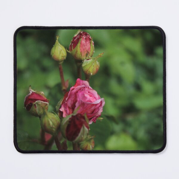 Item preview, Soft Rose Bush in Bloom – Gentle Botanical Macro Photography designed and sold by Cha-s-lens.
