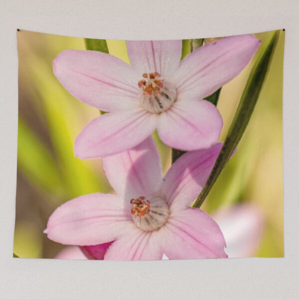 Item preview, Pink Wax Flower Close Up | Delicate Eriostemon Australasius - Native Australian Wildflower Art designed and sold by Ross.A.Campbell.