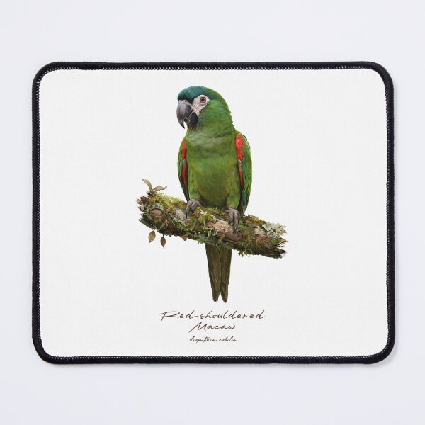 Item preview, Red-shouldered Macaw on Mossy Branch designed and sold by Takeda-art.