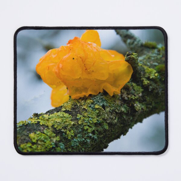Item preview, Bright Yellow Brain Fungus on Mossy Tree Branch designed and sold by ShotsbyDesiree.