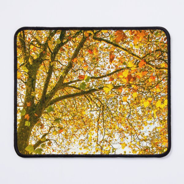 Item preview, Autumn Leaves, Mount Wilson | Vibrant Crimson Maple Foliage, Blue Mountains, NSW, Art designed and sold by Ross.A.Campbell.