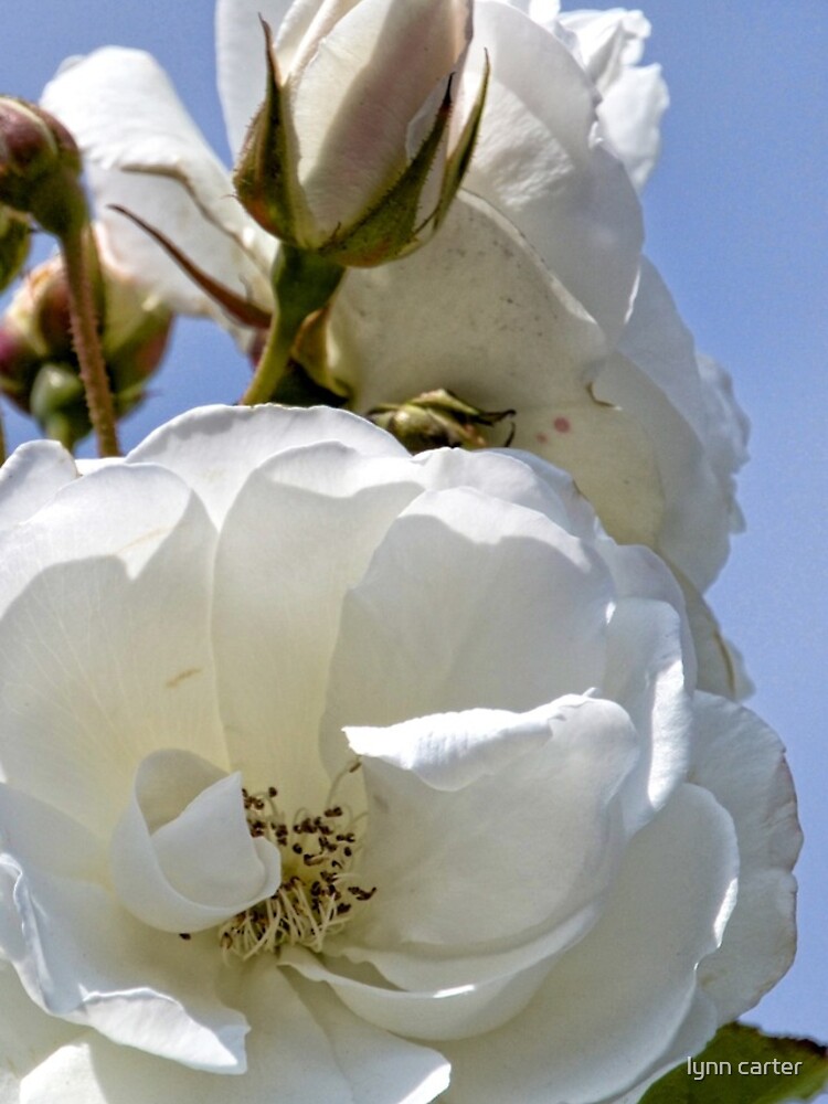 Thumbnail 4 of 4, iPhone Case, White Roses designed and sold by lynn45.