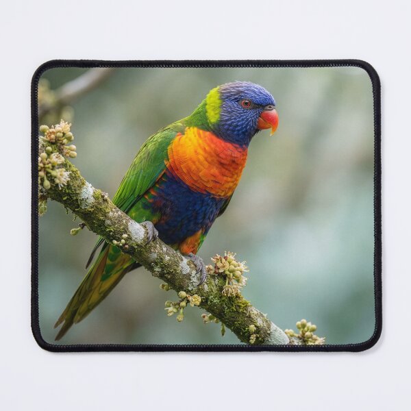 Item preview, Male Rainbow Lorikeet designed and sold by Tridentulus.