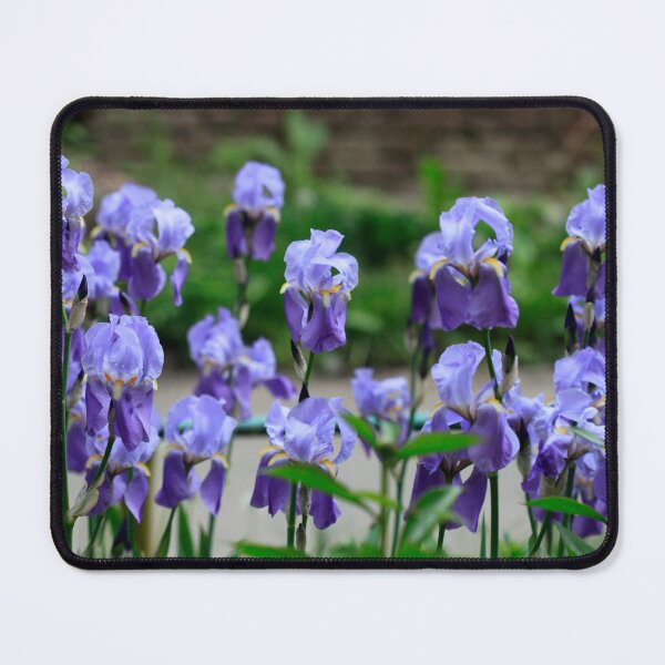 Item preview, Many iris in spring garden designed and sold by olena2552.