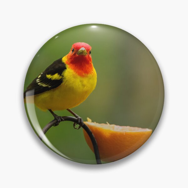 Item preview, Western Tanager and an orange designed and sold by Eivor Kuchta.