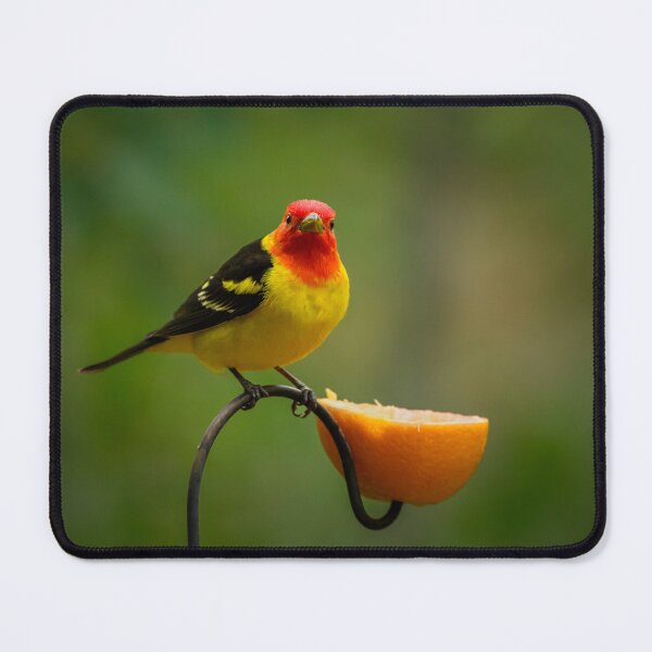 Item preview, Western Tanager and an orange designed and sold by Eivor Kuchta.