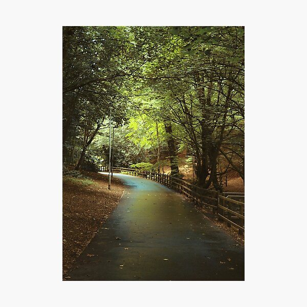 Green shade - path through the trees Photographic Print