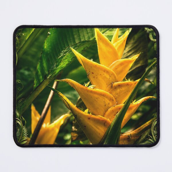 Item preview, Flowers of the El Yunque Rainforest PR - HELICONIAS designed and sold by www.elyunqueprints.store.