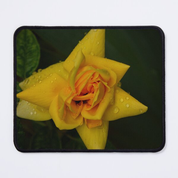 Item preview, Golden Yellow Rose Photography designed and sold by SilentBloomLab.