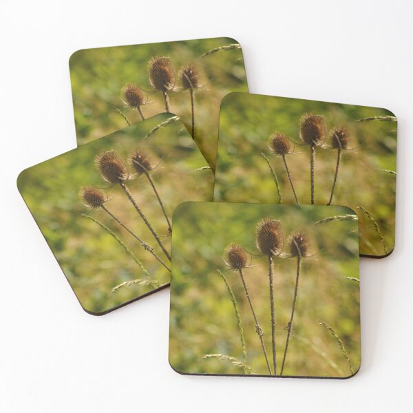 Item preview, Wild Teasels Nature Photography designed and sold by SilentBloomLab.
