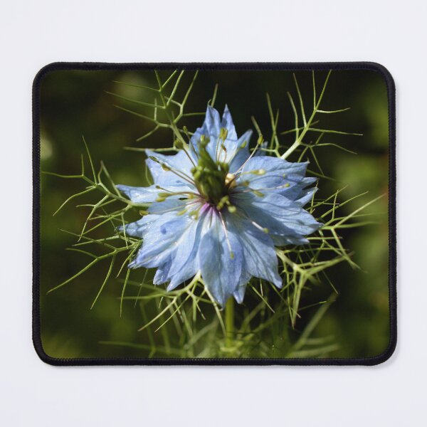 Aperçu de l'œuvre Blue Nigella Botanical Fine Art créée et vendue par SilentBloomLab.