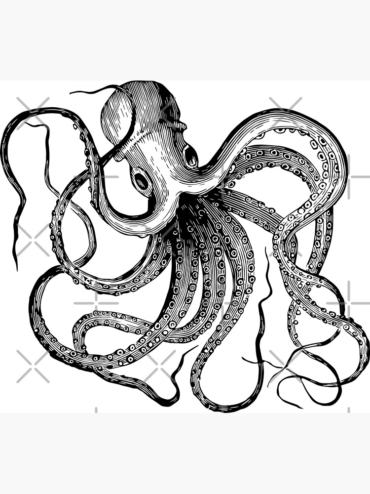 Common Octopus Poster For Sale By Sugarpops Redbubble 6109