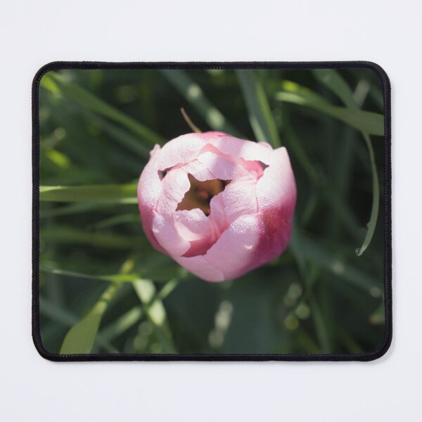 Item preview, Pink Dewdrops - a Delicate Tulip Bloom Opening Among Green Foliage designed and sold by Georgia Mizuleva.