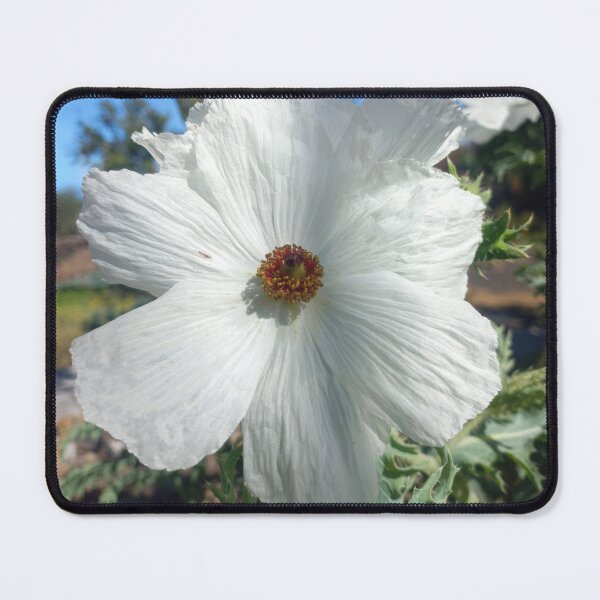 Item preview, White prickly poppy designed and sold by birgitsfotoshop.