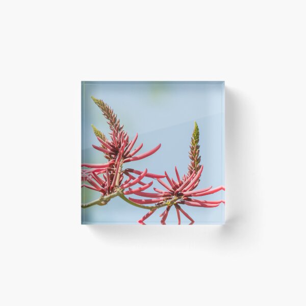 Item preview, Bright Coral Bean Blooms at the National Butterfly Center designed and sold by Debra Martz.