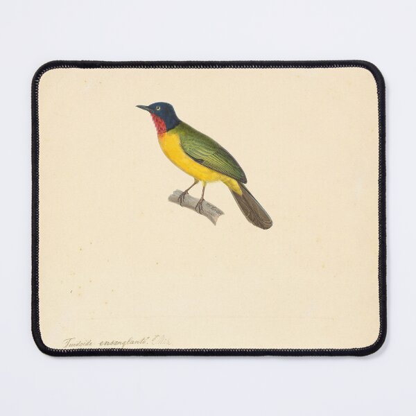 Item preview, Flame-Throated Bulbul Portrait | Bird Art designed and sold by GammaRay.