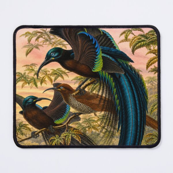 Item preview, Art Nouveau Bird Illustration Tropical Paradise for Vintage Nature Collectors designed and sold by RickE.