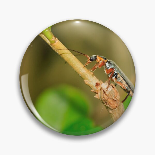 Item preview, Soldier beetle (cartharis rustica) designed and sold by mohawkphotography.