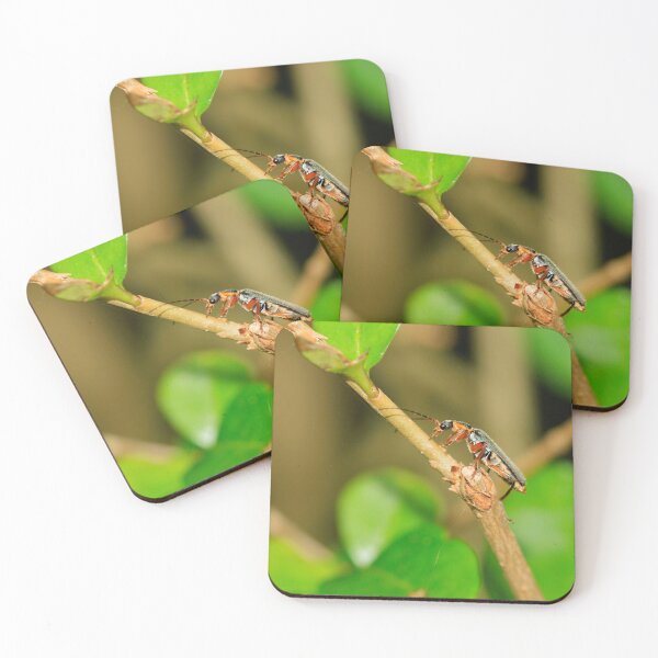 Item preview, Soldier beetle (cartharis rustica) designed and sold by mohawkphotography.