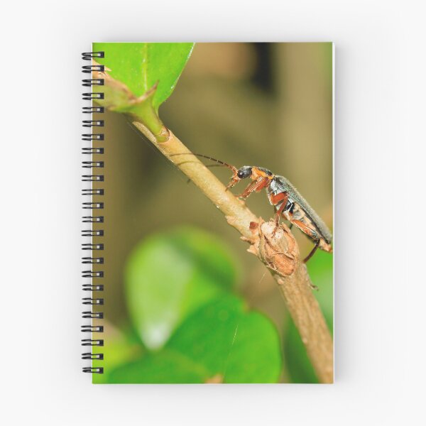 Item preview, Soldier beetle (cartharis rustica) designed and sold by mohawkphotography.