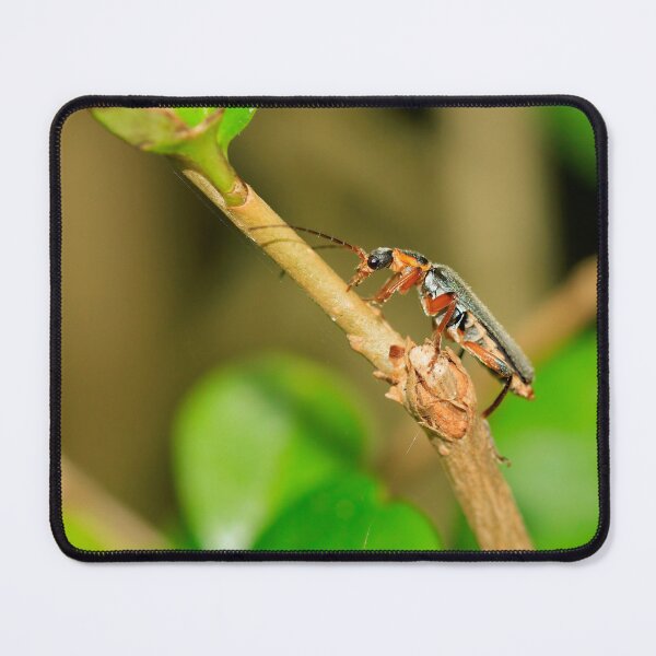 Item preview, Soldier beetle (cartharis rustica) designed and sold by mohawkphotography.
