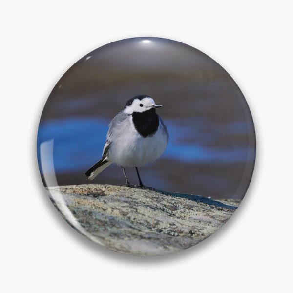 Item preview, White wagtail Spring 2026 designed and sold by Jouko Lehto Photography.