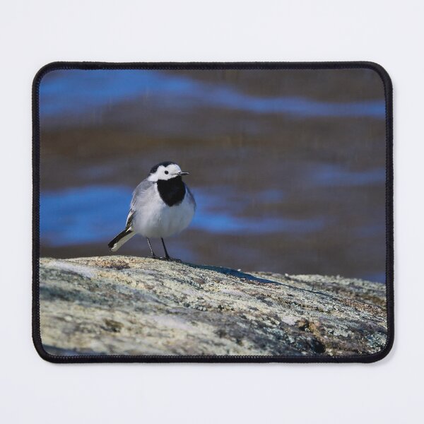 Item preview, White wagtail Spring 2026 designed and sold by Jouko Lehto Photography.