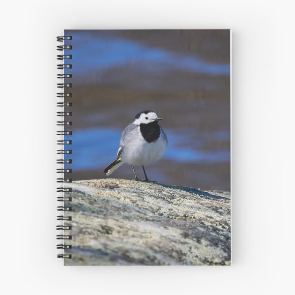Item preview, White wagtail Spring 2026 designed and sold by Jouko Lehto Photography.