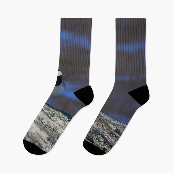 Item preview, White wagtail Spring 2026 designed and sold by Jouko Lehto Photography.