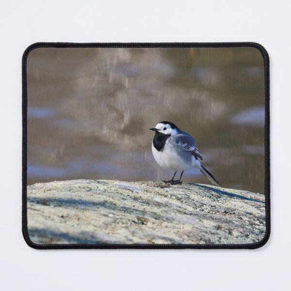 Item preview, Big dreams. White wagtail Spring 2026 designed and sold by Jouko Lehto Photography.