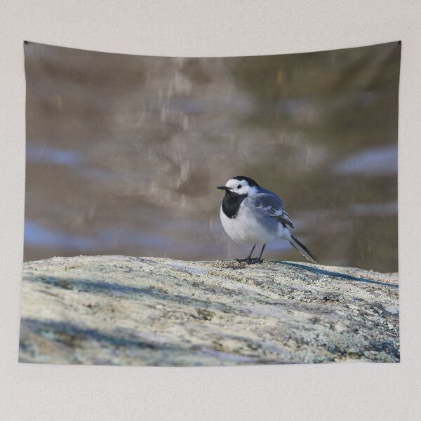 Item preview, Big dreams. White wagtail Spring 2026 designed and sold by Jouko Lehto Photography.