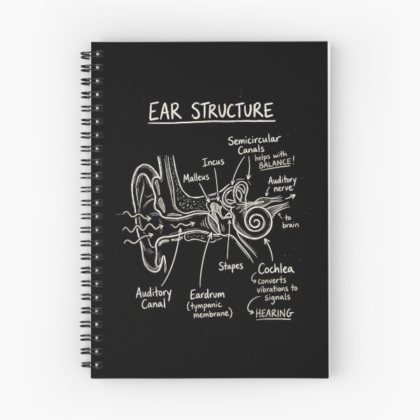 Item preview, Detailed Ear Structure Anatomy Diagram Educational Medical Science Hand Drawn Chalkboard Art designed and sold by Daisy Grimes.