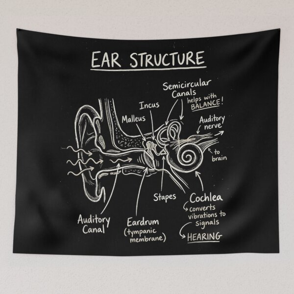 Item preview, Detailed Ear Structure Anatomy Diagram Educational Medical Science Hand Drawn Chalkboard Art designed and sold by Daisy Grimes.