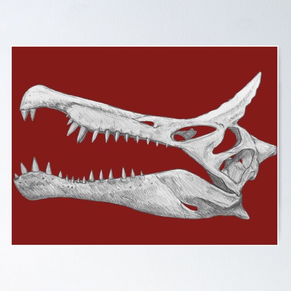 Item preview, Spinosaurus Mirabilis Skull designed and sold by DoodleSnake58.