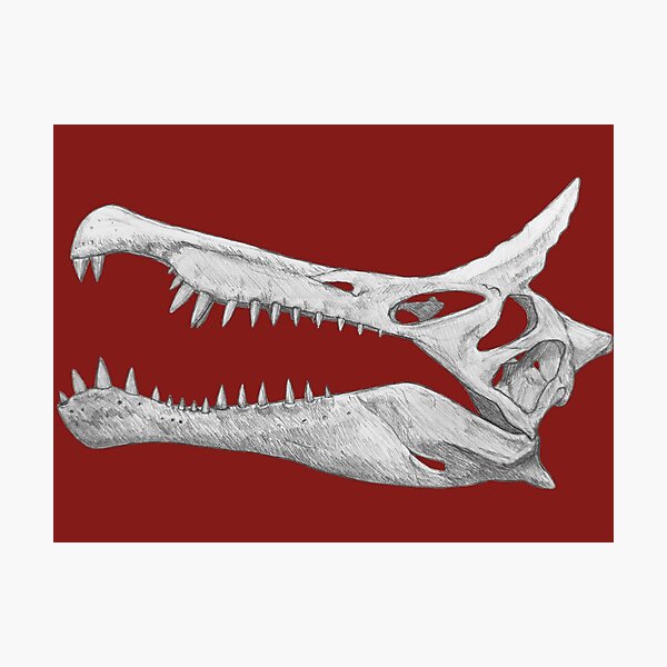 Item preview, Spinosaurus Mirabilis Skull designed and sold by DoodleSnake58.