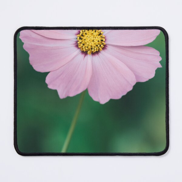 Item preview, Pink cosmos flower on green blurred background designed and sold by TanalyFlowers.