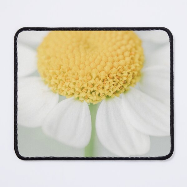 Item preview, White chamomile flower macro on light background designed and sold by TanalyFlowers.