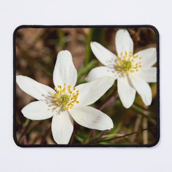 Item preview, Duo. Wood Anemone 2026 designed and sold by Jouko Lehto Photography.