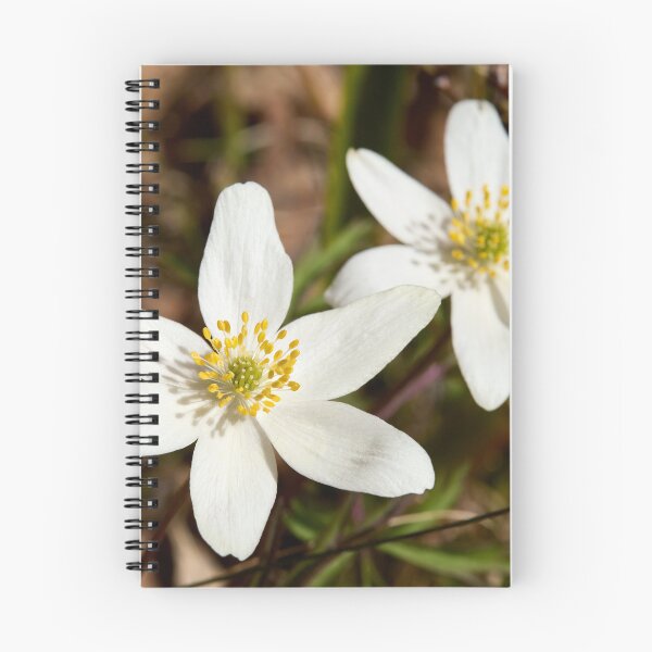 Item preview, Duo. Wood Anemone 2026 designed and sold by Jouko Lehto Photography.