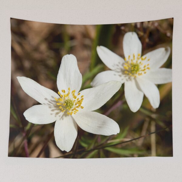 Item preview, Duo. Wood Anemone 2026 designed and sold by Jouko Lehto Photography.