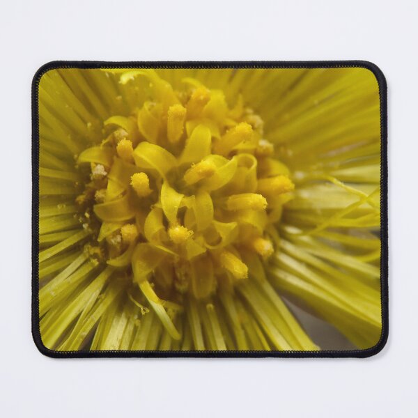 Item preview, The purpose of life. Coltsfoot designed and sold by Jouko Lehto Photography.