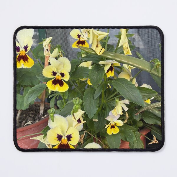 Item preview, Yellow and Purple Tricolor Pansy Blooms designed and sold by BalkanBloom.
