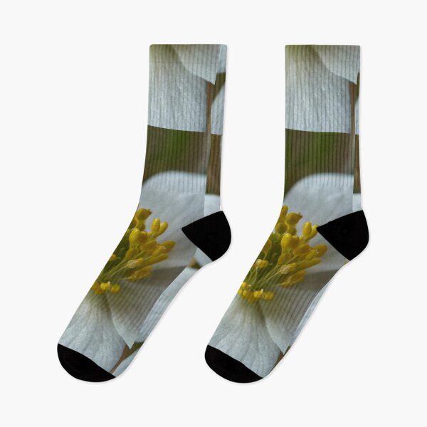 Item preview, Close up. Wood Anemone 2026 designed and sold by Jouko Lehto Photography.