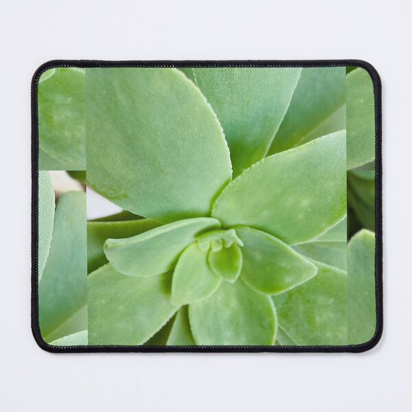 Item preview, Macro Pale Green Aeonium Succulent Rosette designed and sold by BalkanBloom.