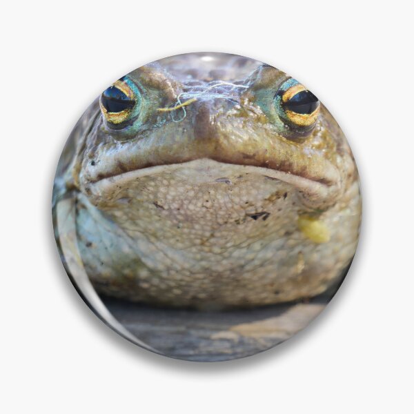 Item preview, Here I am. European toad designed and sold by Jouko Lehto Photography.