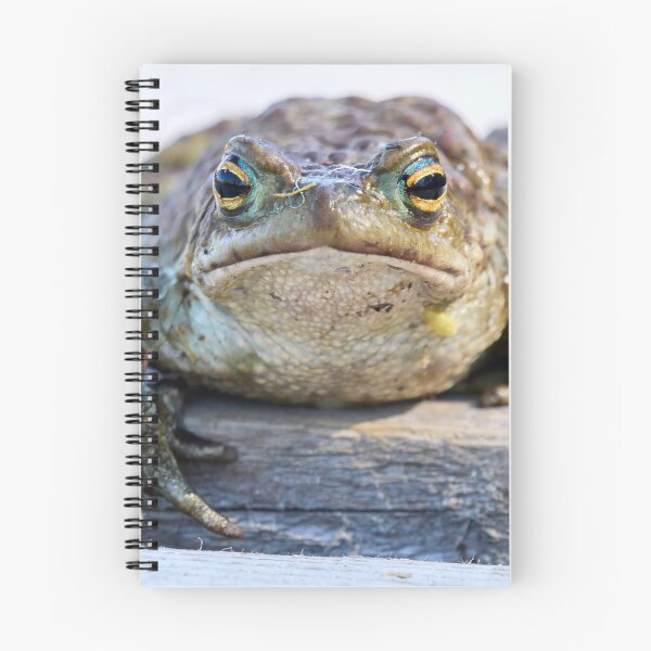Item preview, Here I am. European toad designed and sold by Jouko Lehto Photography.