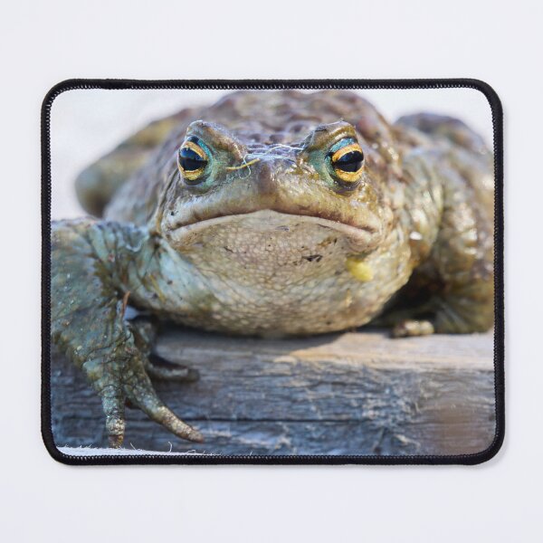 Item preview, Here I am. European toad designed and sold by Jouko Lehto Photography.